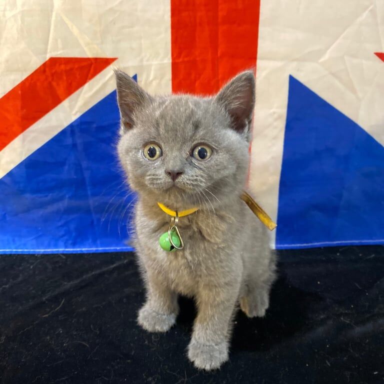 British Shorthair kittens for sale in Haringey, London – 8 weeks old - Image 3 of 3