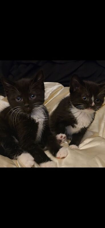 7 kittens (3 pairs 2 ,2, 3) for sale in Redbridge, Greater London