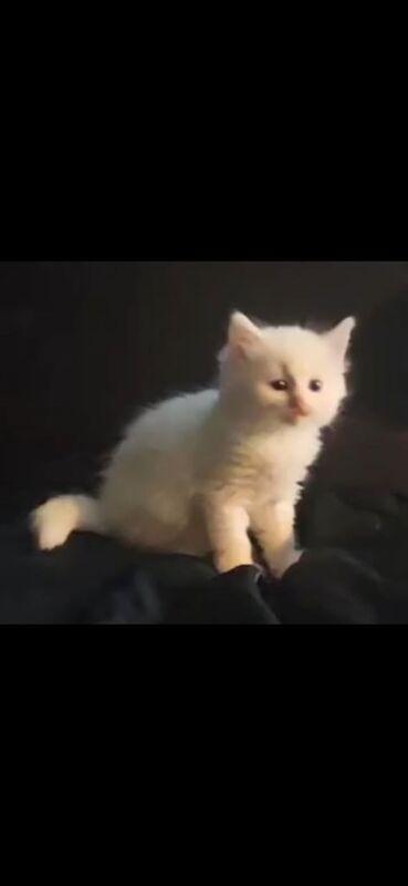 7 kittens (3 pairs 2 ,2, 3) for sale in Redbridge, Greater London | Image 2