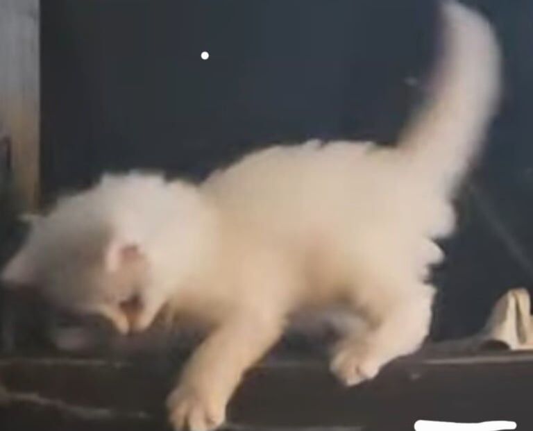 British Shorthair kittens for sale in Redbridge, Greater London – 8 months old - Image 3 of 3