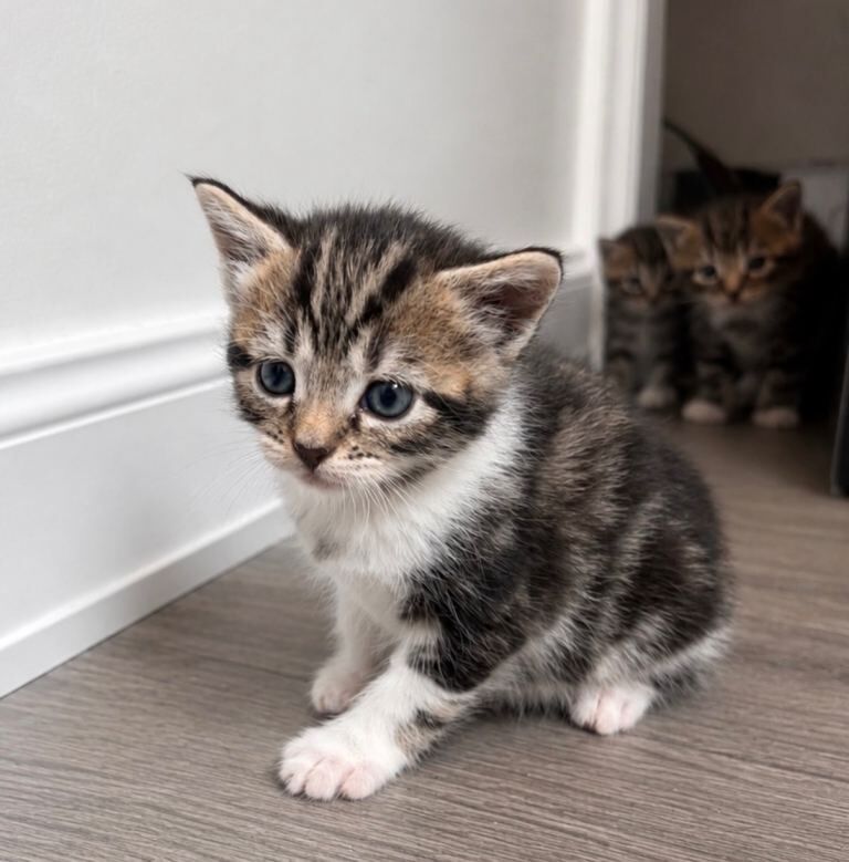 7 beautiful Kittens Looking for Forever Homes