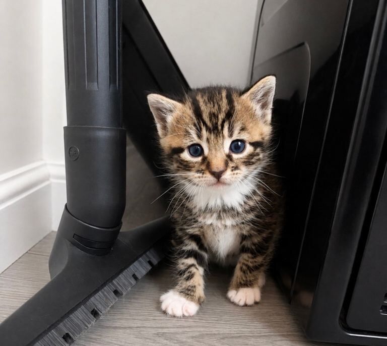 7 beautiful Kittens Looking for Forever Homes - Image 2 of 5