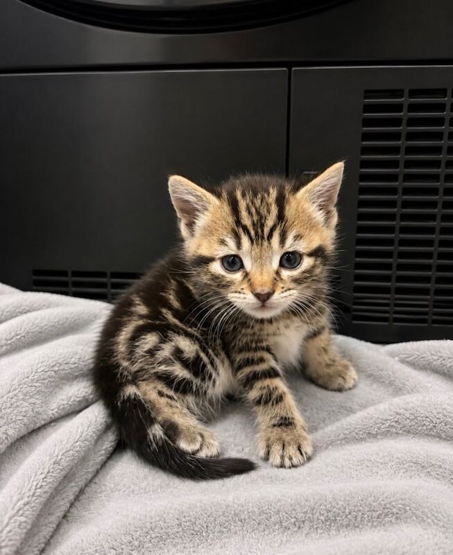 7 beautiful Kittens Looking for Forever Homes - Image 3 of 5