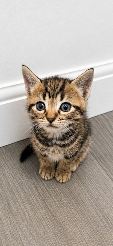 7 beautiful Kittens Looking for Forever Homes - Image 4 of 5