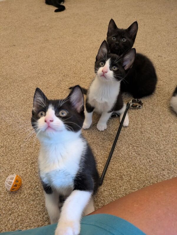 British Shorthair kittens for sale in Colchester, Essex – 8 weeks old