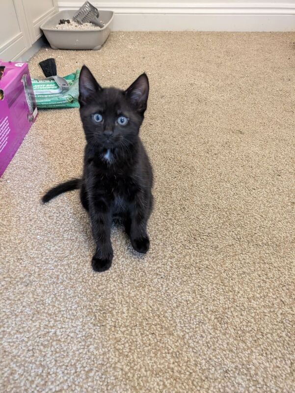 British Shorthair kittens for sale in Colchester, Essex – 8 weeks old - Image 3 of 3