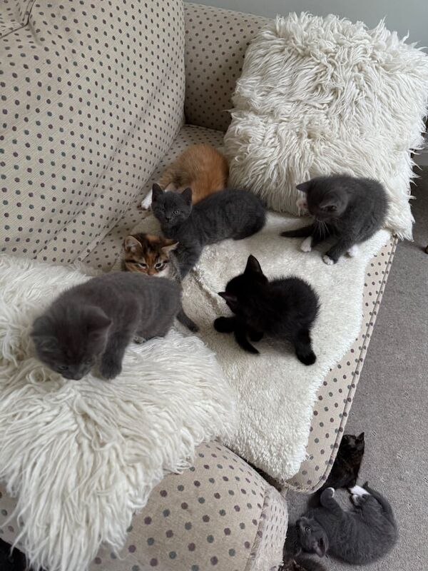 7 Kittens Ready for their new homes for sale in Kilwinning, Ayrshire and Arran