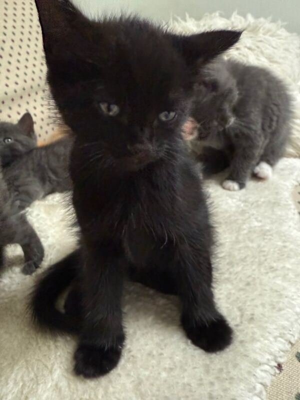 7 Kittens Ready for their new homes for sale in Kilwinning, Ayrshire and Arran | Image 2