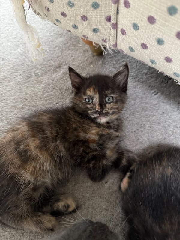 7 Kittens Ready for their new homes for sale in Kilwinning, Ayrshire and Arran | Image 3