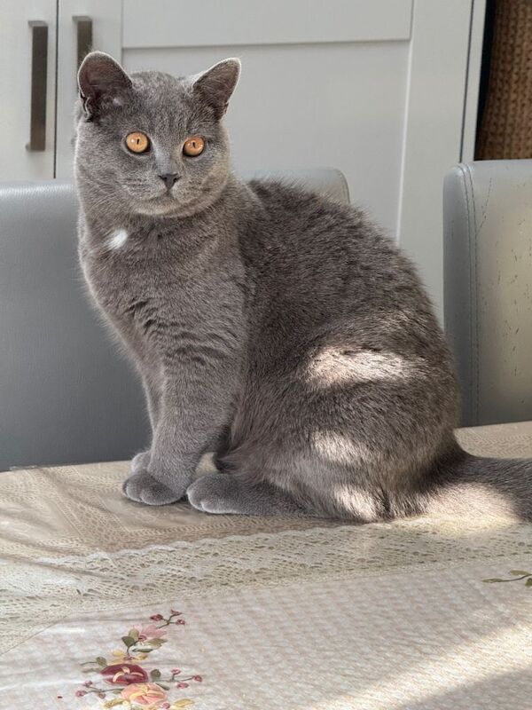 British Shorthair kittens for sale in Acocks Green, West Midlands – 6 months old