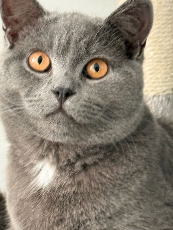 7-Month-Old Grey British Shorthair – Vaccinated, Microchipped & Friendly - Image 2 of 6