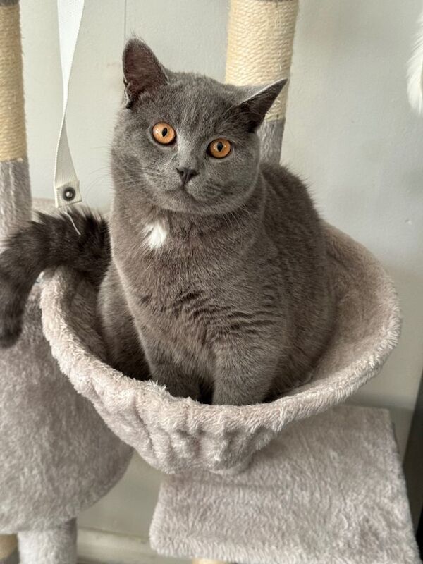 7-Month-Old Grey British Shorthair – Vaccinated, Microchipped & Friendly - Image 3 of 6