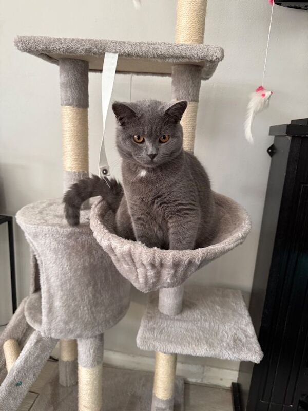 7-Month-Old Grey British Shorthair – Vaccinated, Microchipped & Friendly - Image 4 of 6