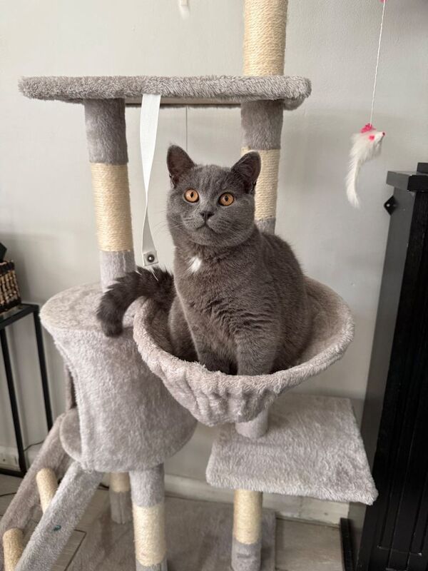 7-Month-Old Grey British Shorthair – Vaccinated, Microchipped & Friendly - Image 5 of 6