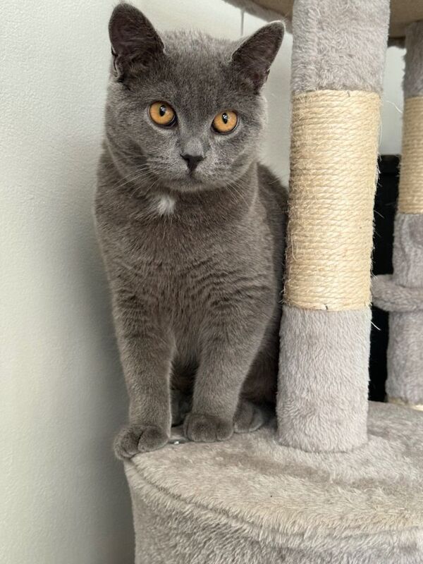 7-Month-Old Grey British Shorthair – Vaccinated, Microchipped & Friendly - Image 6 of 6