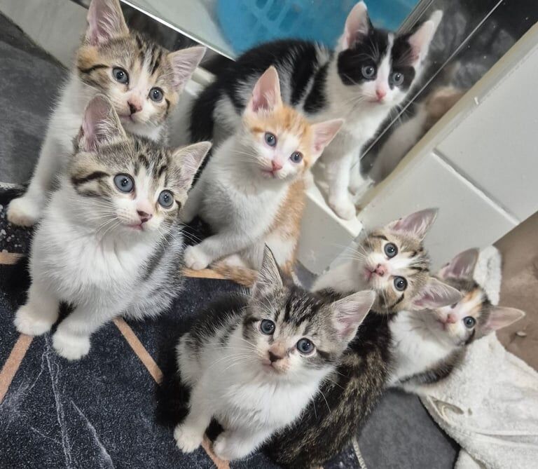 7 tabby kittens looking for a new home for sale in Ilford, Greater London