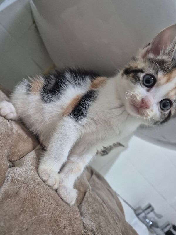 7 tabby kittens looking for a new home for sale in Ilford, Greater London | Image 2