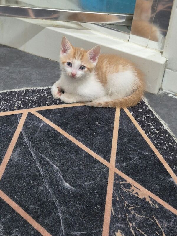 7 tabby kittens looking for a new home for sale in Ilford, Greater London | Image 3