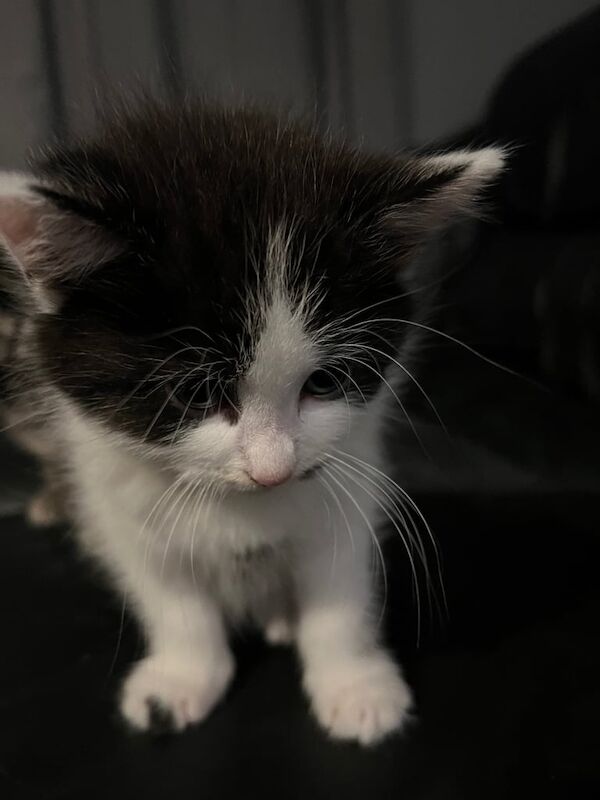 British Shorthair kittens for sale in Eastleigh, Hampshire – 7 weeks old - Image 3 of 3