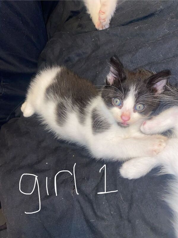 British Shorthair kittens for sale in Blackburn, Lancashire – 7 weeks old