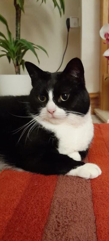 British Shorthair kittens for sale in Kingston upon Hull, East Riding of Yorkshire – 7 years old