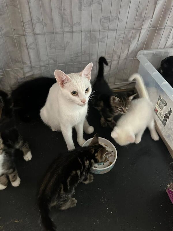 British Shorthair kittens for sale in North Wingfield, Derbyshire – 8 weeks old