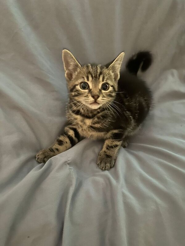 British Shorthair kittens for sale in North Wingfield, Derbyshire – 8 weeks old - Image 2 of 3