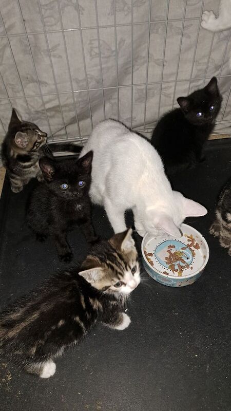 British Shorthair kittens for sale in North Wingfield, Derbyshire – 8 weeks old - Image 3 of 3