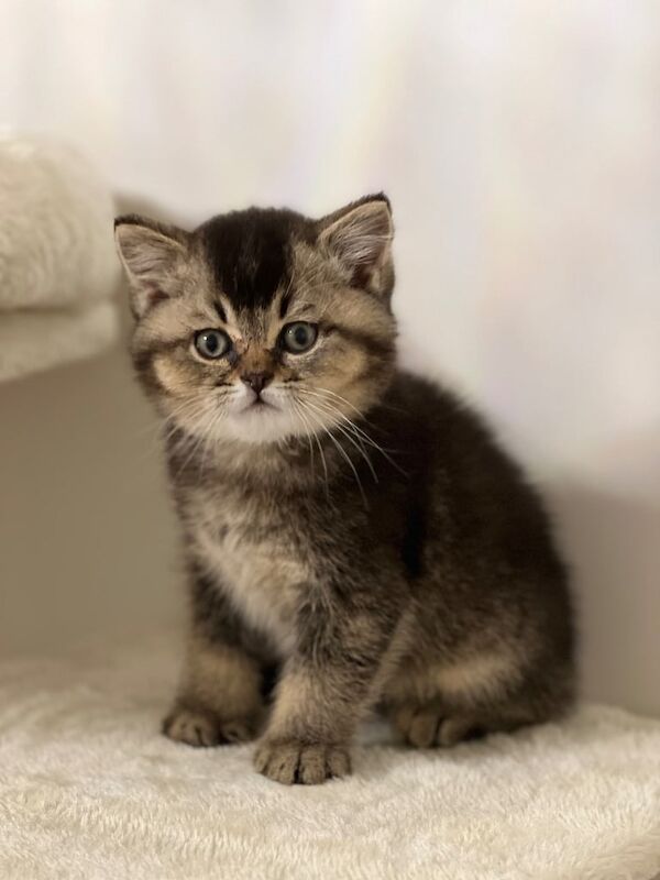 8 week old British short hair for sale in Dagenham, Greater London