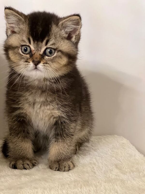 8 week old British short hair for sale in Dagenham, Greater London - Image 2