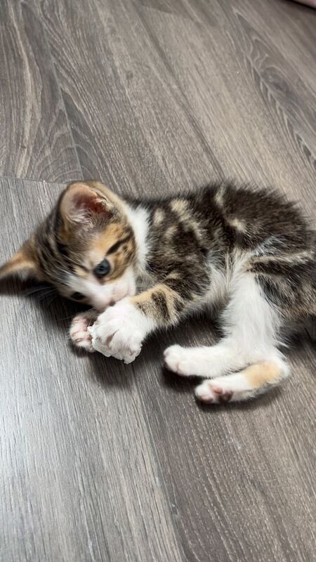 British Shorthair kittens for sale in Norbury, Greater London – 7 weeks old