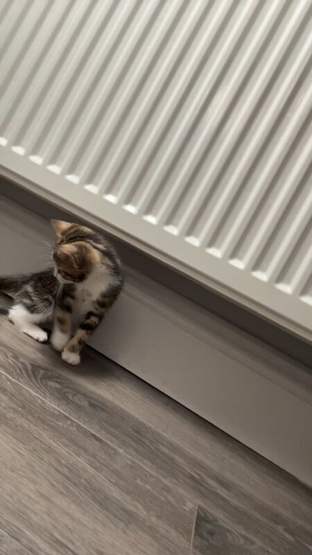 British Shorthair kittens for sale in Norbury, Greater London – 7 weeks old - Image 2 of 3