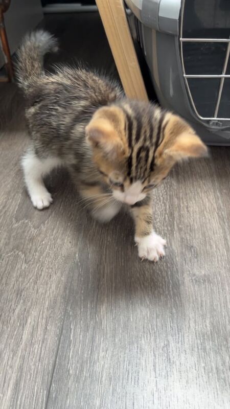British Shorthair kittens for sale in Norbury, Greater London – 7 weeks old - Image 3 of 3