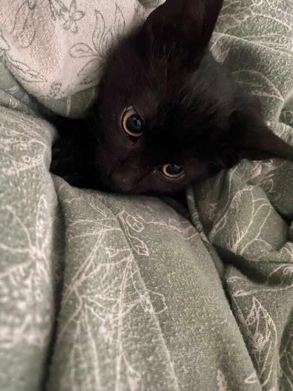 8 week old juno for sale