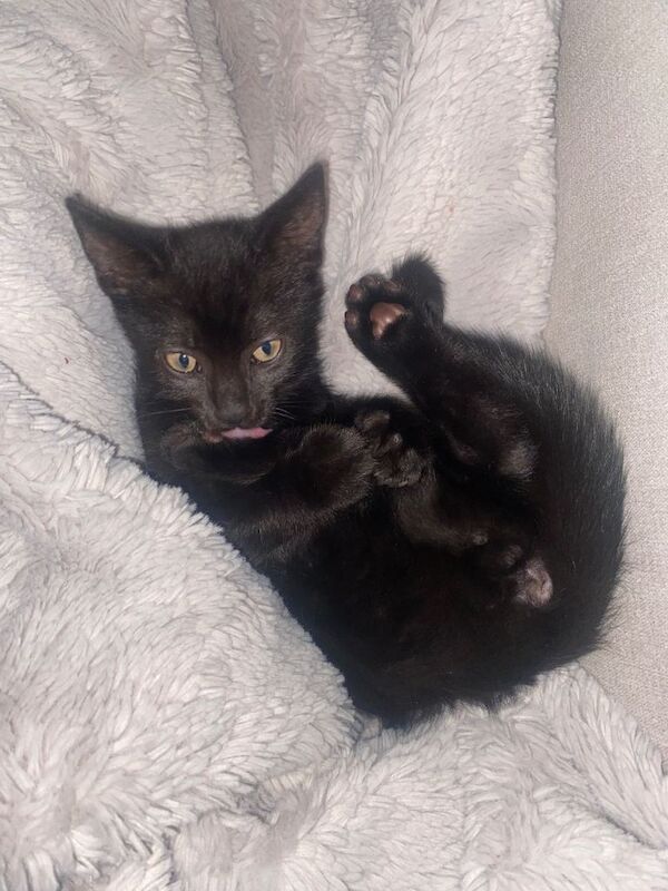 8 week old juno for sale - Image 2 of 3