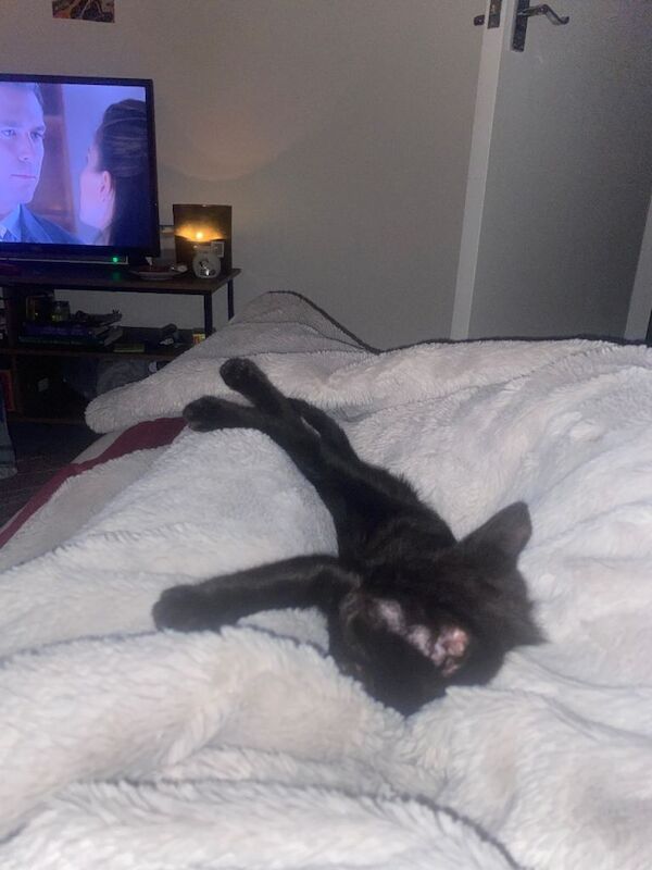 8 week old juno for sale - Image 3 of 3