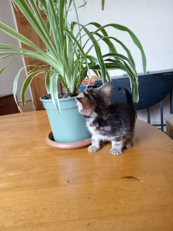 British Shorthair kittens for sale in Handsworth, West Midlands – 9 weeks old