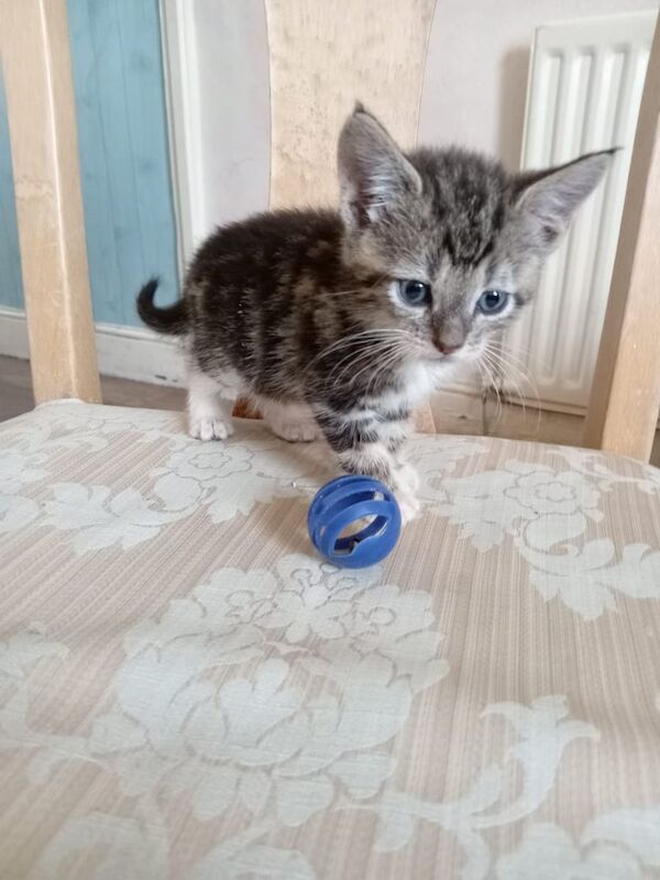 British Shorthair kittens for sale in Handsworth, West Midlands – 9 weeks old - Image 2 of 3