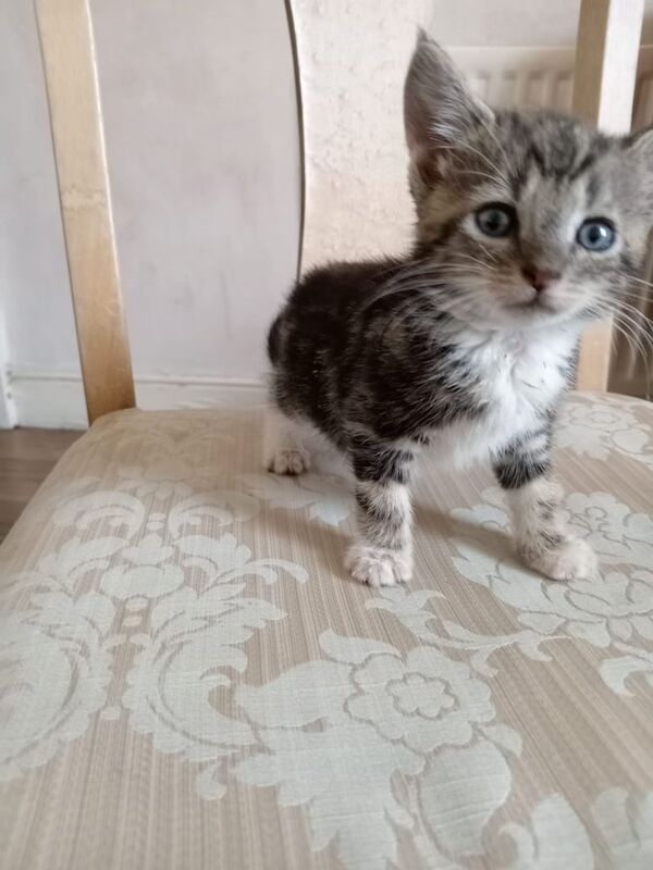 British Shorthair kittens for sale in Handsworth, West Midlands – 9 weeks old - Image 3 of 3