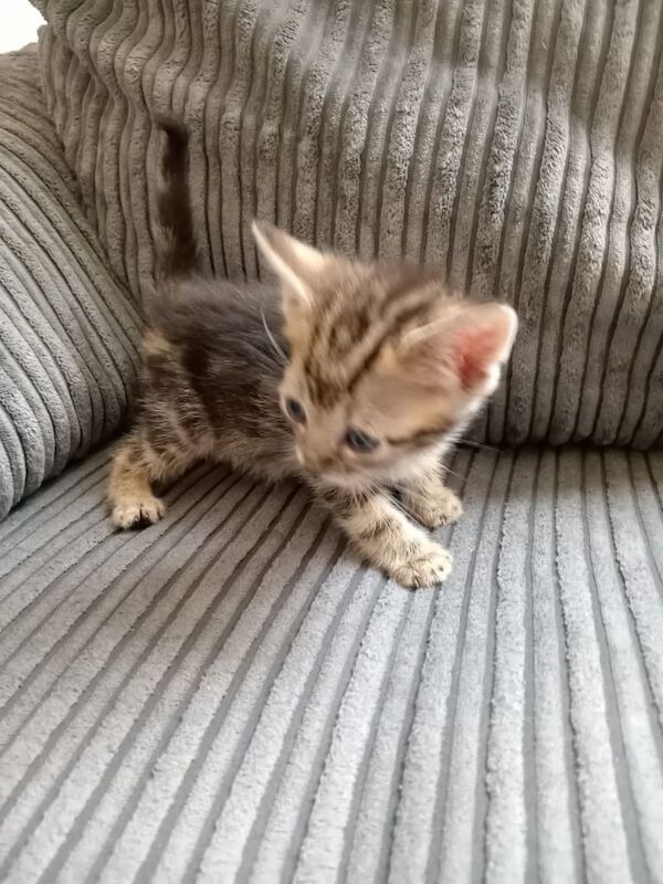 British Shorthair kittens for sale in Handsworth, West Midlands – 9 weeks old