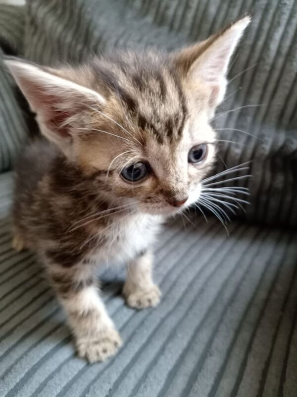 British Shorthair kittens for sale in Handsworth, West Midlands – 9 weeks old - Image 2 of 2
