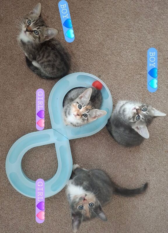 British Shorthair kittens for sale in Swindon, Wiltshire – 7 weeks old