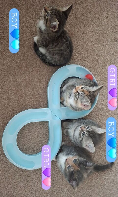 British Shorthair kittens for sale in Swindon, Wiltshire – 7 weeks old - Image 2 of 3