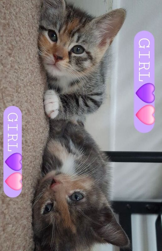 British Shorthair kittens for sale in Swindon, Wiltshire – 7 weeks old - Image 3 of 3