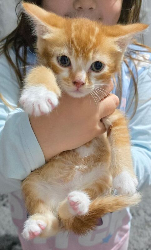 British Shorthair kittens for sale in Houghton-le-Spring, Tyne and Wear – 9 weeks old