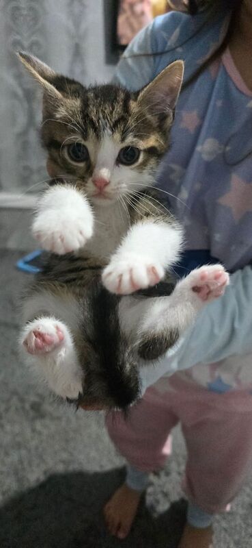 British Shorthair kittens for sale in Houghton-le-Spring, Tyne and Wear – 9 weeks old - Image 2 of 3
