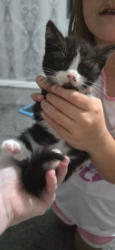 British Shorthair kittens for sale in Houghton-le-Spring, Tyne and Wear – 9 weeks old - Image 3 of 3