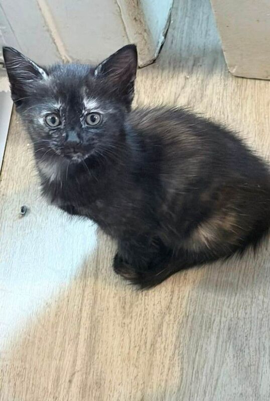 8 week old kittens