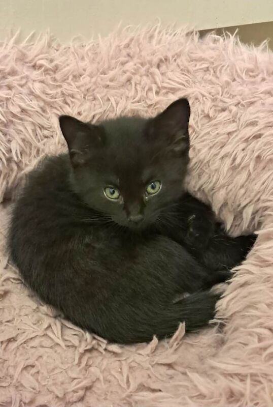 8 week old kittens male and female available now.