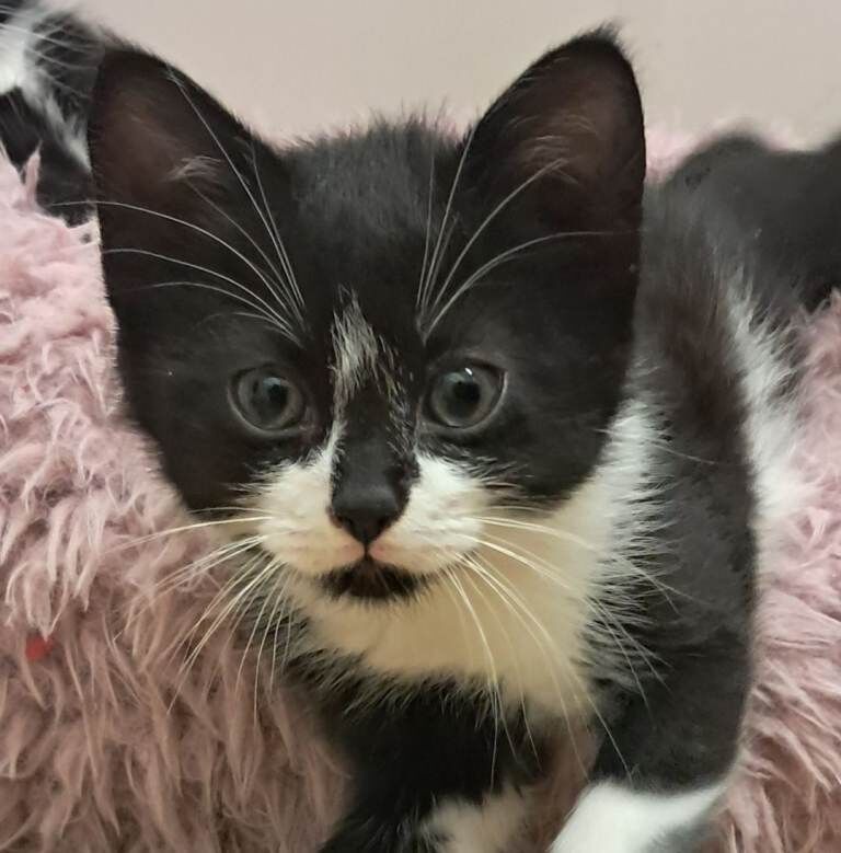 8 week old kittens male and female available now. - Image 2 of 4